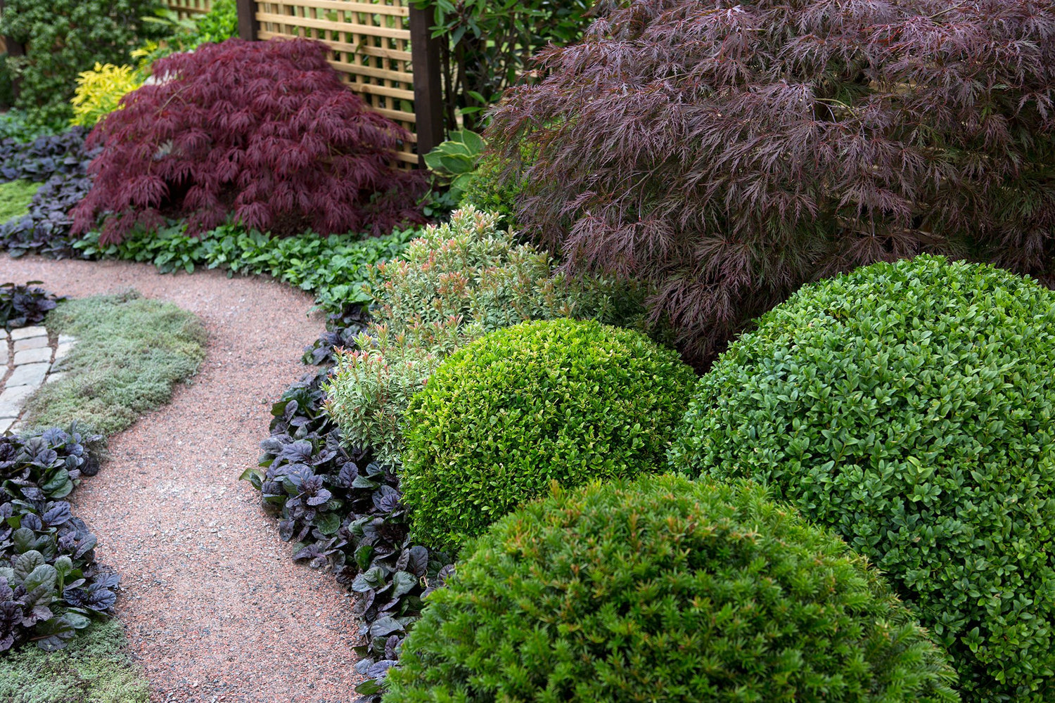 Salba japoneza "Green Spire"minge / Euonymus japonicus "Green Spire"/