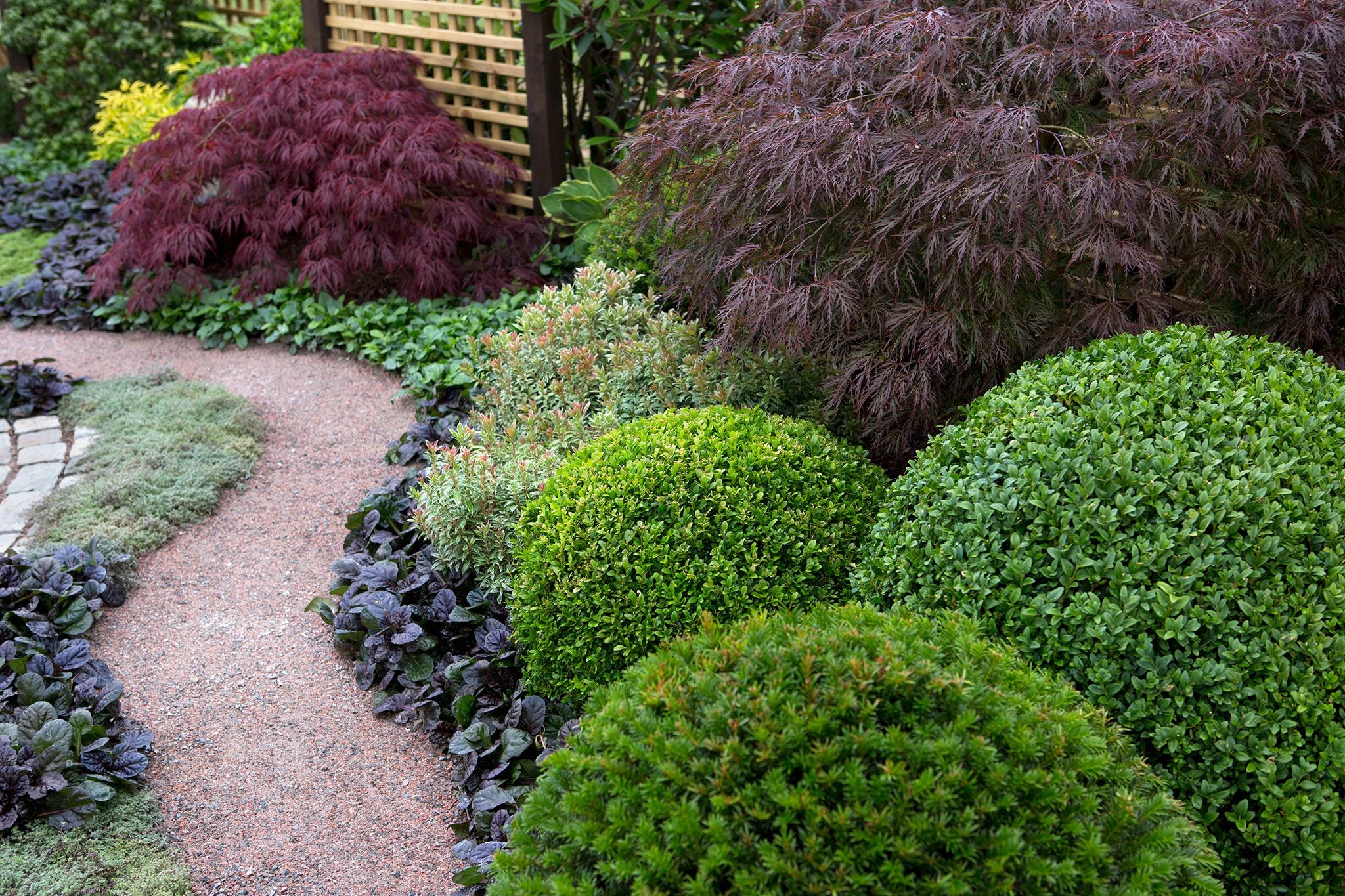 Salba japoneza "Green Spire"minge / Euonymus japonicus "Green Spire"/