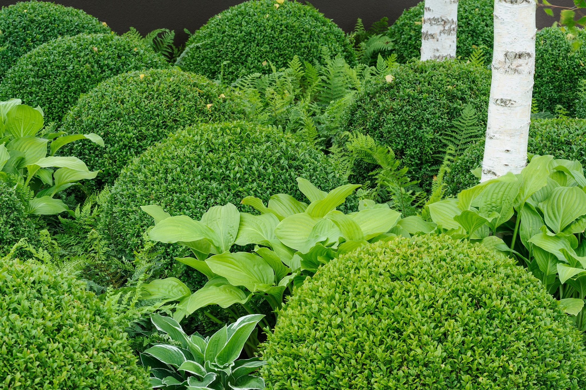 Buxus "Faulkner" minge / Buxus microphylla"Faulkner"/