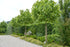 Platan globular "Alphen &