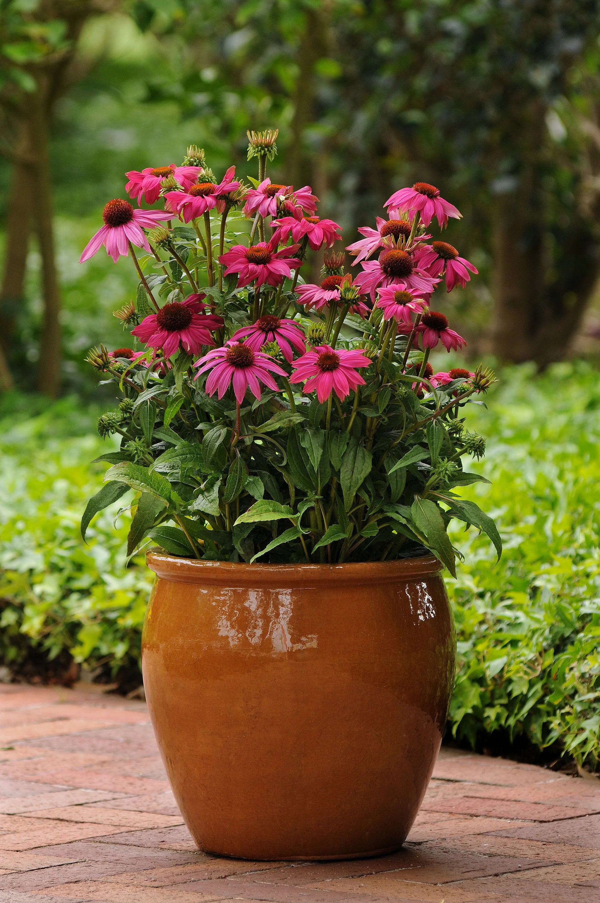 Echinacea purpurea "Powwow Wild Berry" - Gradina Noastra