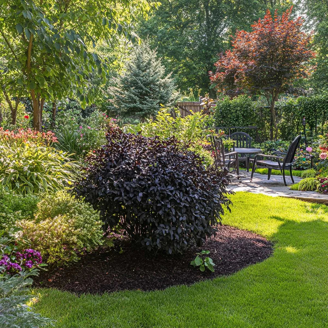 Soc negru "Black Lace" / Sambucus nigra "Black Lace"/