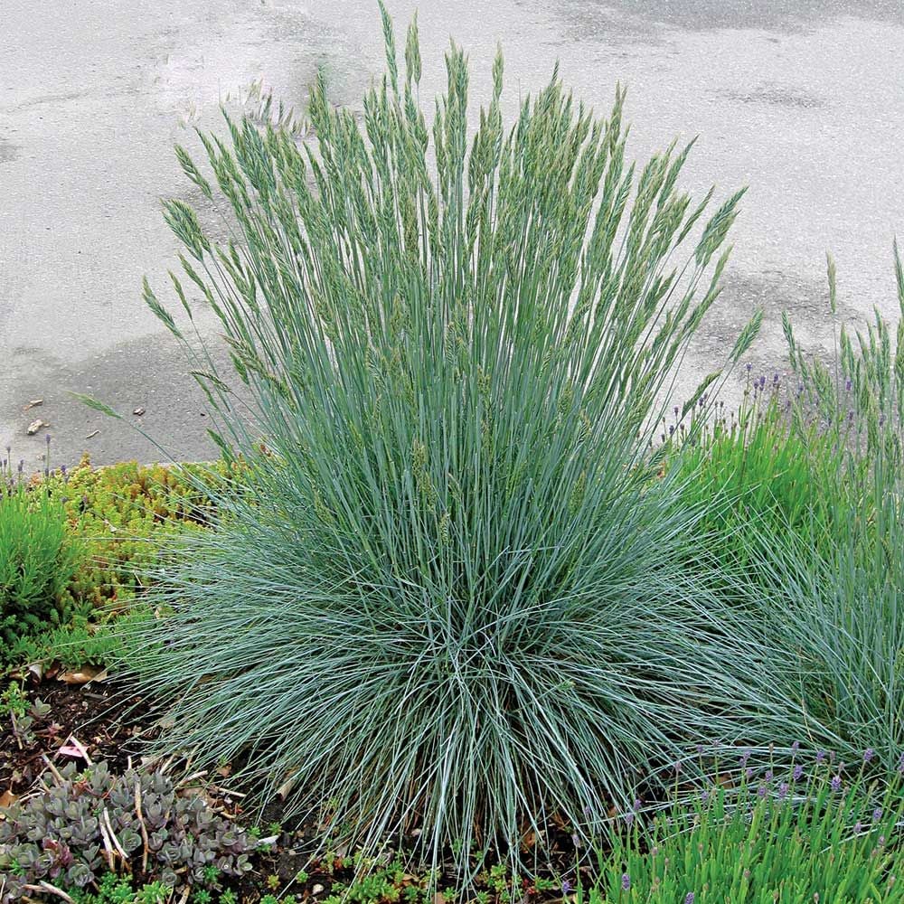 Festuca &quot;Cool as ice&quot;