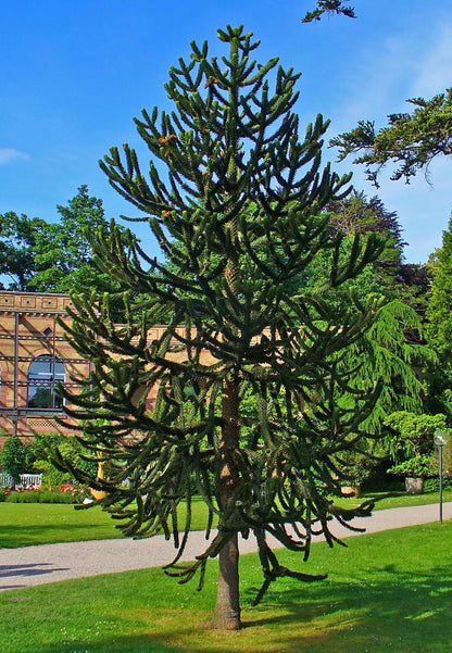 Pin Chilian - Araucaria / Araucaria araucana / - Gradina Noastra