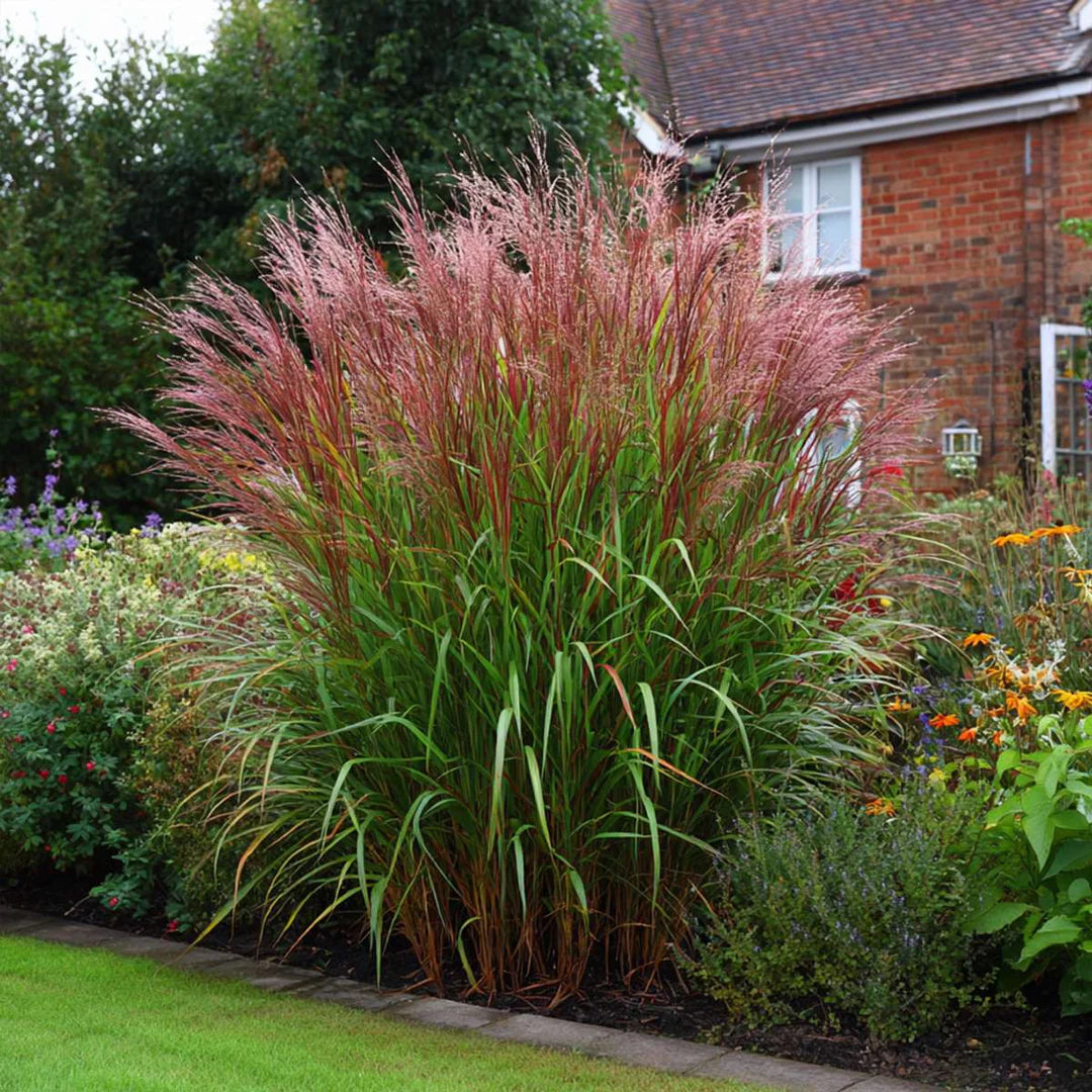 Iarba elefantului "Red Chief" / Miscanthus sinensis "Red Chief" /