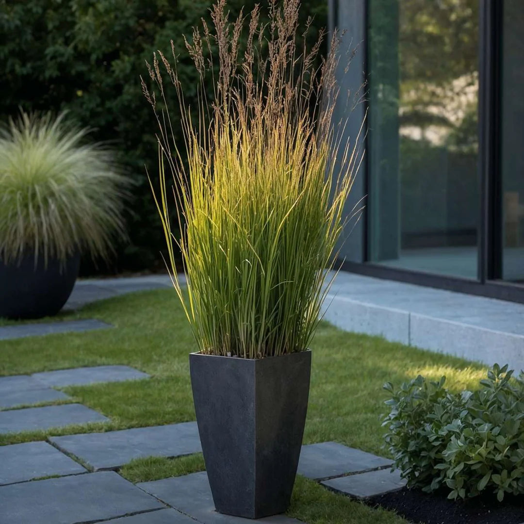 Panicum virgatum "Heavy Metal"