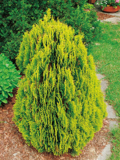 Tuia &quot;Aurea Nana&quot; 0.30 - 0.40 m / Thuja orientalis &quot;Aurea Nana&quot; / - Gradina Noastra