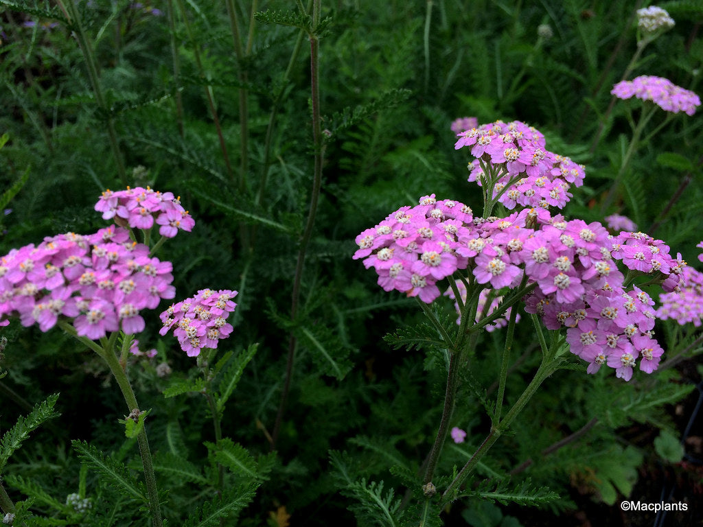 Achillea millefolium "Lilac Beauty"
