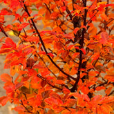 Carpen "Ornage Retz" arbore / Carpinus betulus "Ornage Retz"/ by gradina-noastra