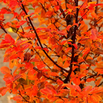 Carpen &quot;Ornage Retz&quot; arbore / Carpinus betulus &quot;Ornage Retz&quot;/ by gradina-noastra