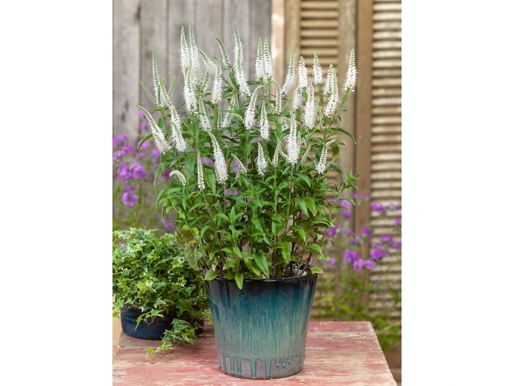 Veronica spicata "First Lady"