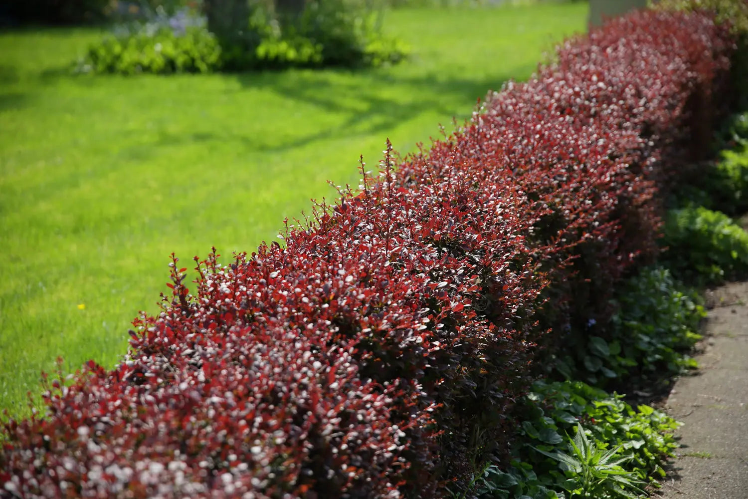 Dracila rosie "Atropurpurea Nana" /Berberis thunbergii "Atropurpurea Nana"/