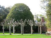 Platan / Platanus x acerifolia / - Gradina Noastra