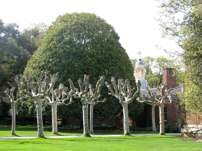Platan / Platanus x acerifolia / - Gradina Noastra