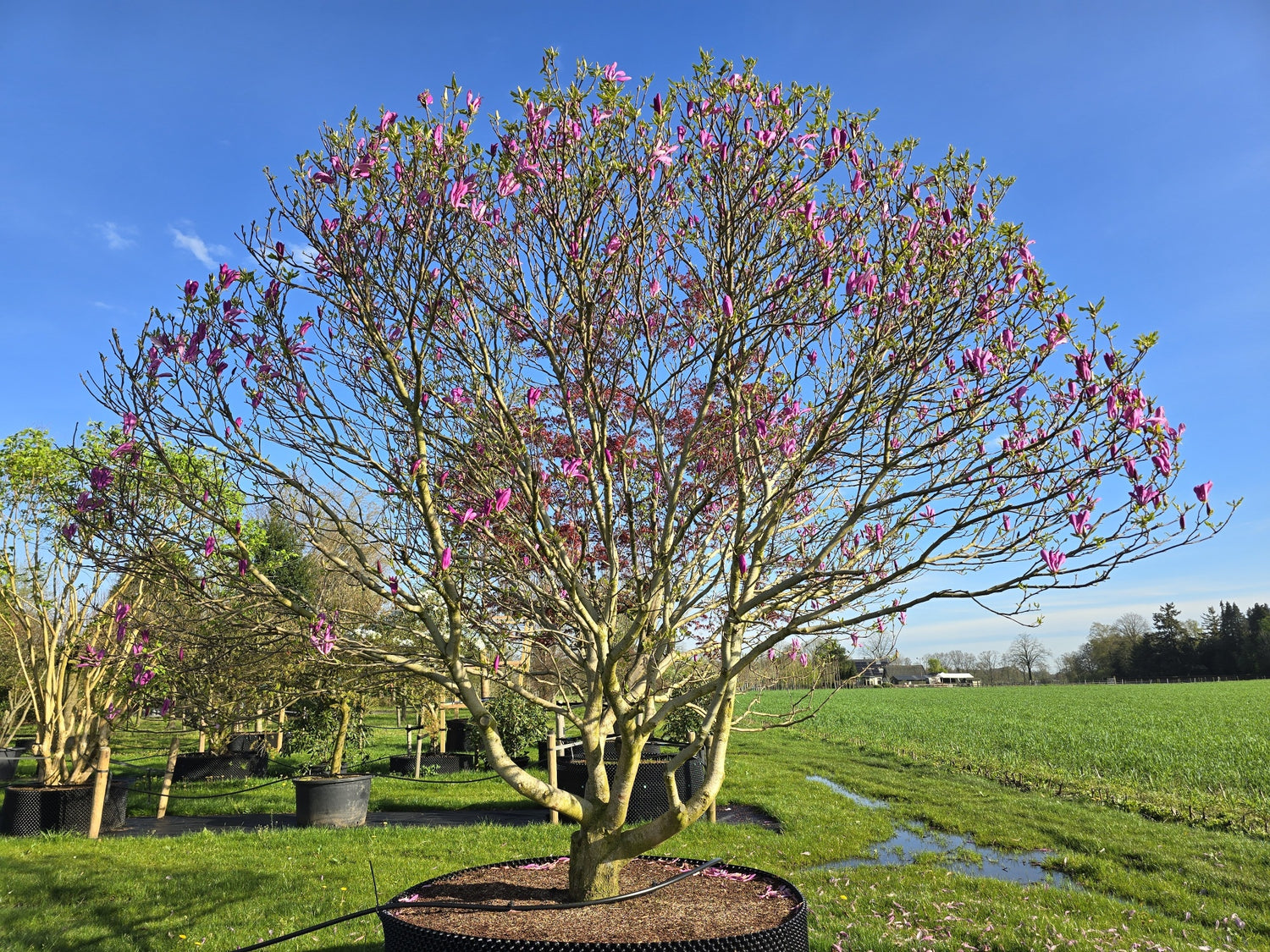 Magnolia "Susan" / Magnolia "Susan"/