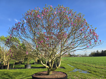 Magnolia "Susan" / Magnolia "Susan"/
