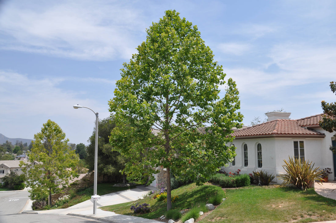 Platan / Platanus x acerifolia / - Gradina Noastra