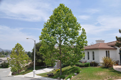 Platan / Platanus x acerifolia / - Gradina Noastra