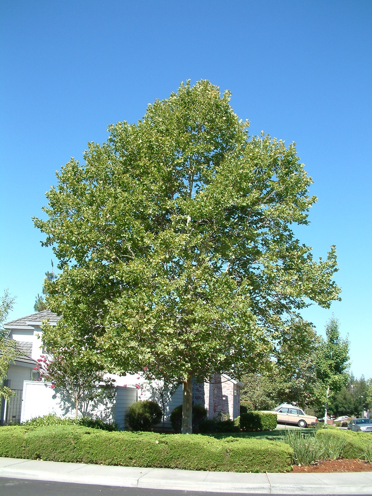 Platan / Platanus x acerifolia / - Gradina Noastra