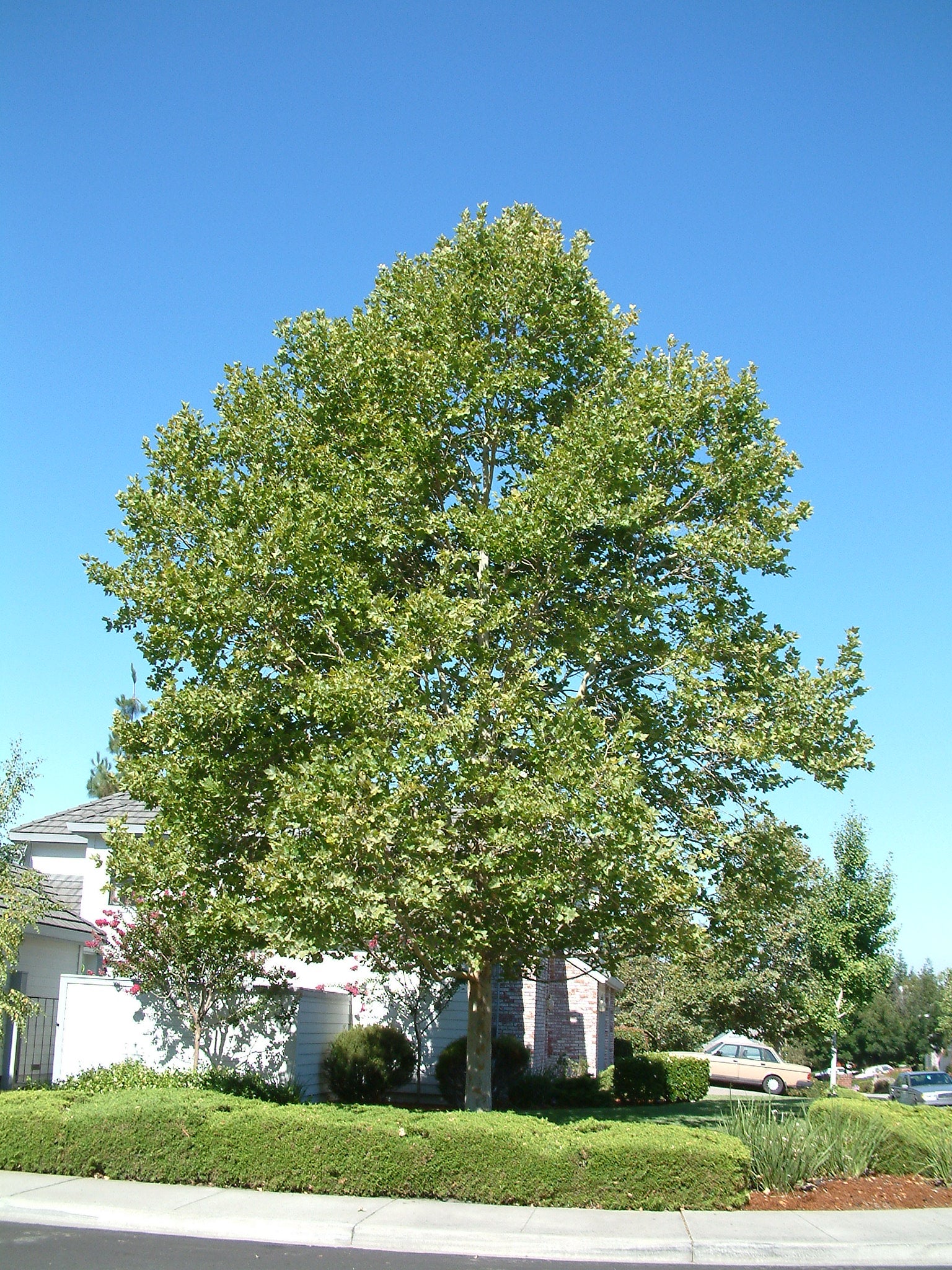 Platan / Platanus x acerifolia / - Gradina Noastra