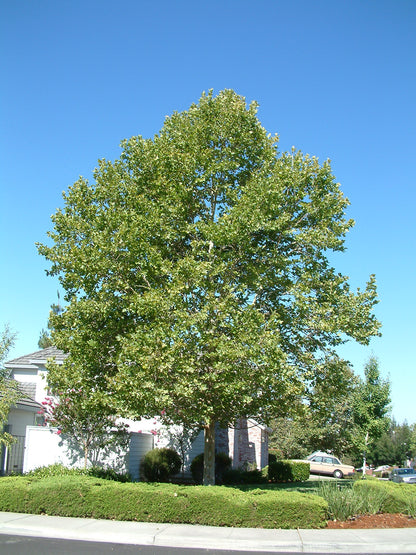 Platan / Platanus x acerifolia / - Gradina Noastra