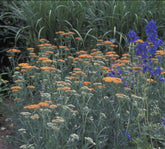 Achillea millefolium "Terracotta" - Gradina Noastra