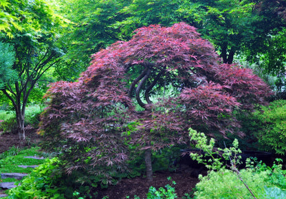 Artar japonez "Inaba Shidare" / Acer palmatum dissectum "Inaba Shidare"/