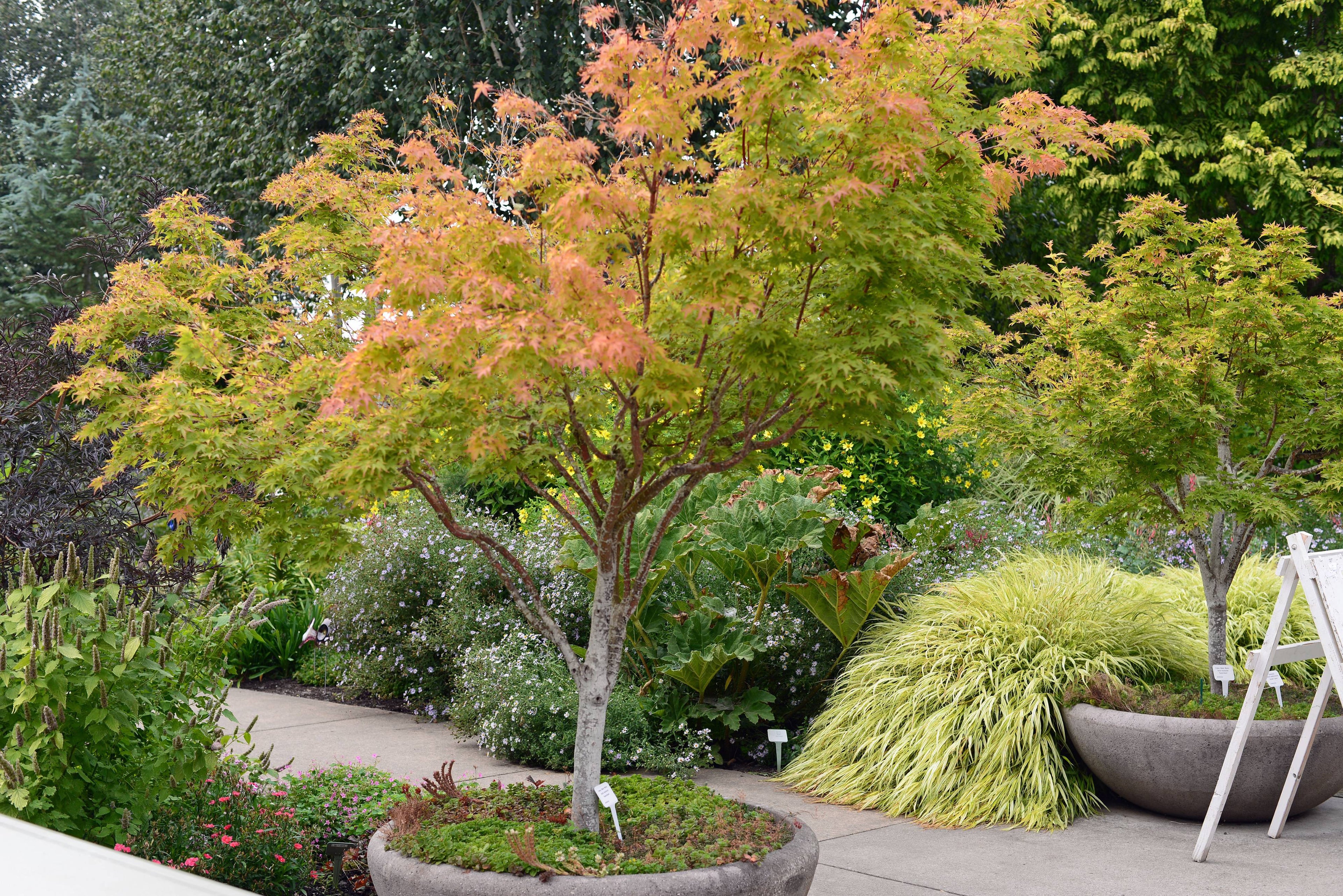 Artar japonez "Sango Kaku" / Acer palmatum &