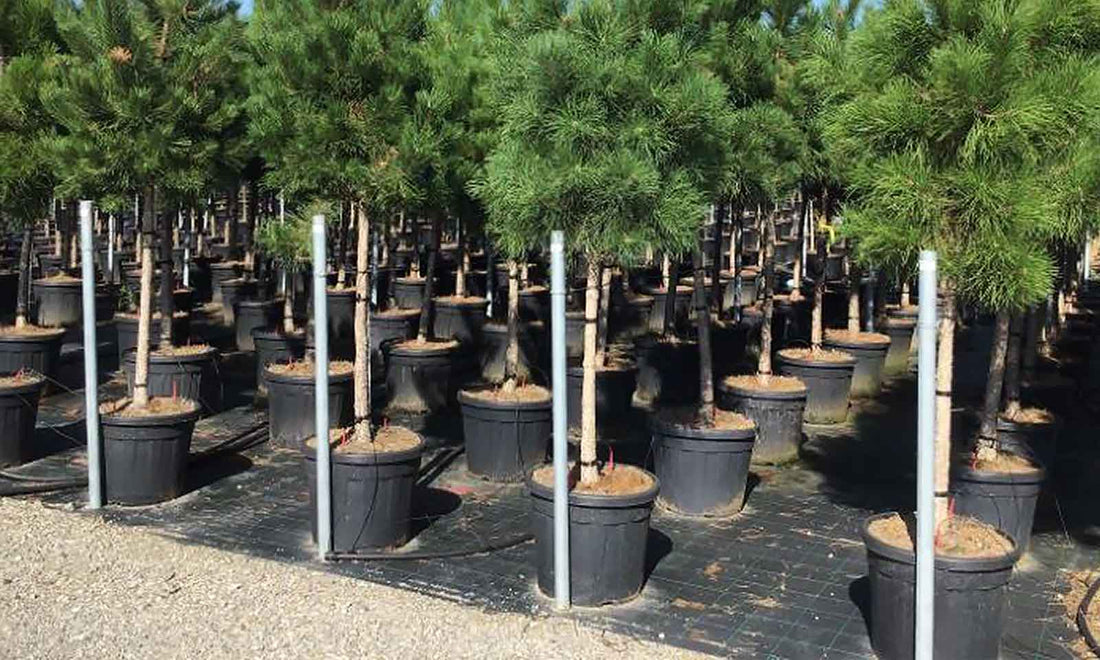 Austrian black pine tree 3.50 - 4.00 m / Pinus nigra austriaca /