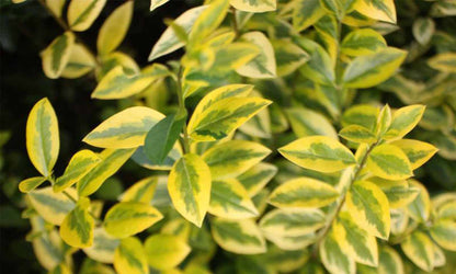 Lemn cainesc auriu pomisor / Ligustrum "Ovalifolium Aureum " - Gradina Noastra