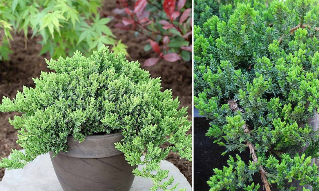 Ienupar acoperitor de sol pitic &quot;Nana&quot; / Juniperus procumbens &quot;Nana&quot;/ by gradina-noastra
