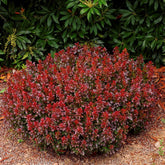Dracila "Bagatelle" / Berberis thunbergii "Bagatelle" / - Gradina Noastra