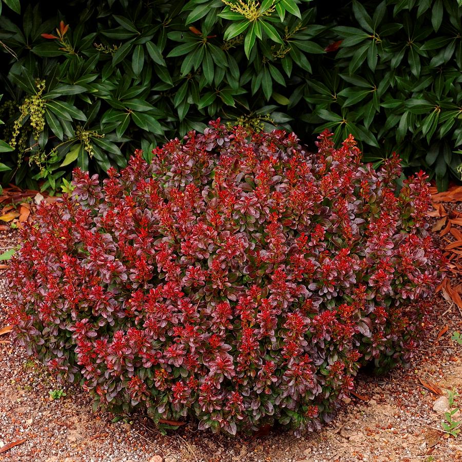 Dracila "Bagatelle" / Berberis thunbergii "Bagatelle" / - Gradina Noastra