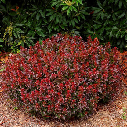 Dracila "Bagatelle" / Berberis thunbergii "Bagatelle" / - Gradina Noastra