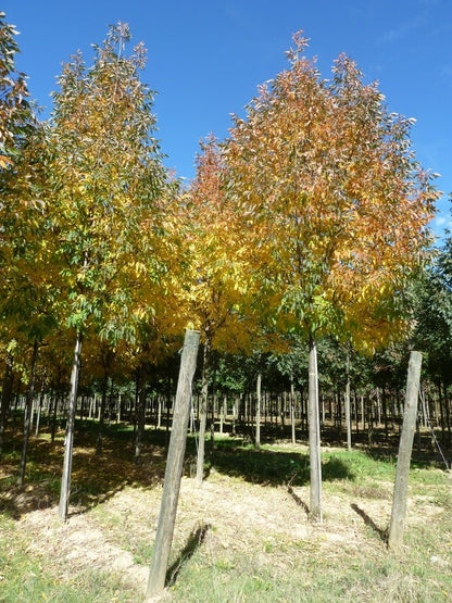 Ash &quot;Raywood&quot; 2.50 - 3.00 m / Fraxinus angustifolia &quot;Raywood&quot;/