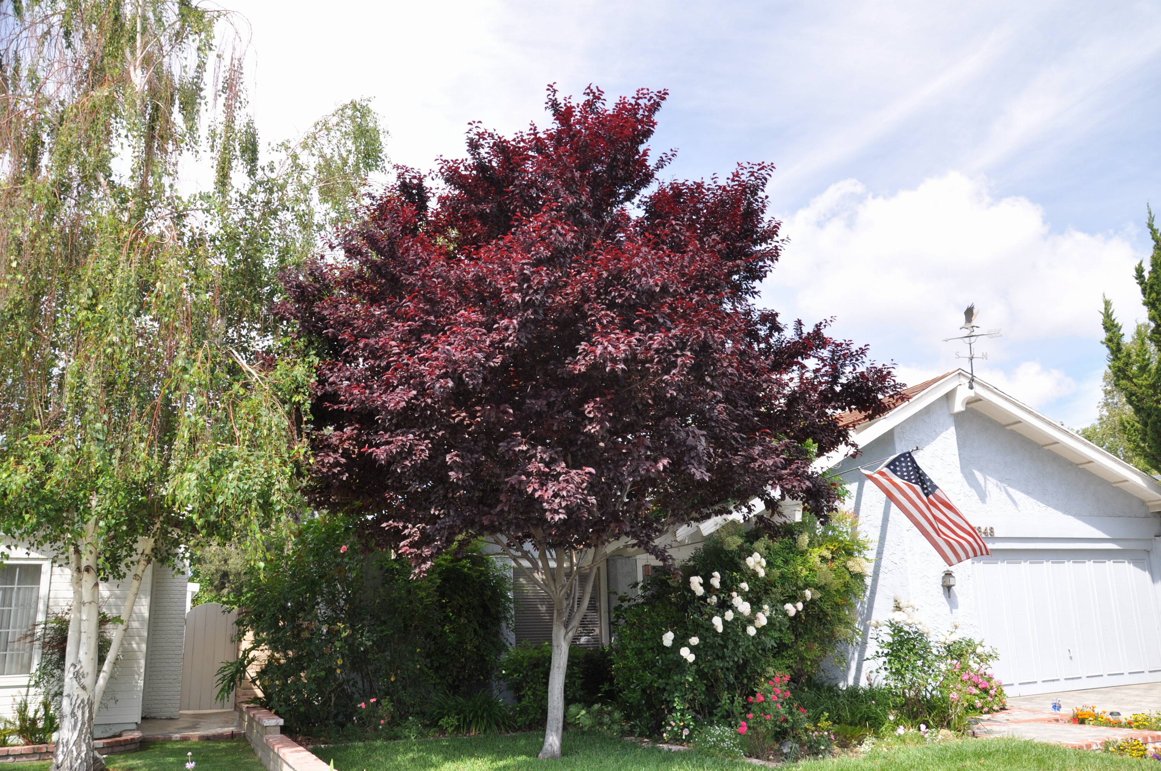 Corcodus rosu "Pissardii" arbore /  Prunus cerasifera "Pisardii" /
