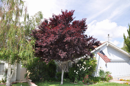 Corcodus rosu "Pissardii" arbore /  Prunus cerasifera "Pisardii" /