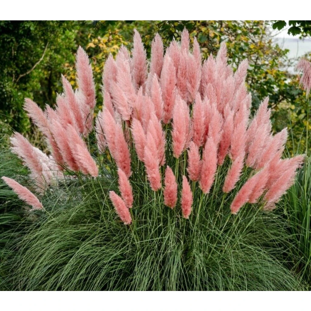 Iarba de pampas roz „Pink Feather ” /Cortaderia sellona „Pink Feather”/