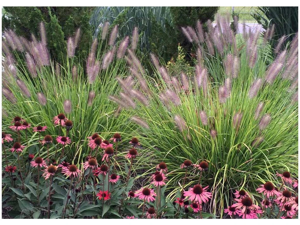 Pennisetum alopecuroides "Red Head" - Gradina Noastra