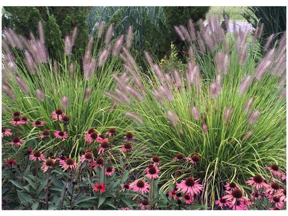 Pennisetum alopecuroides "Red Head" - Gradina Noastra