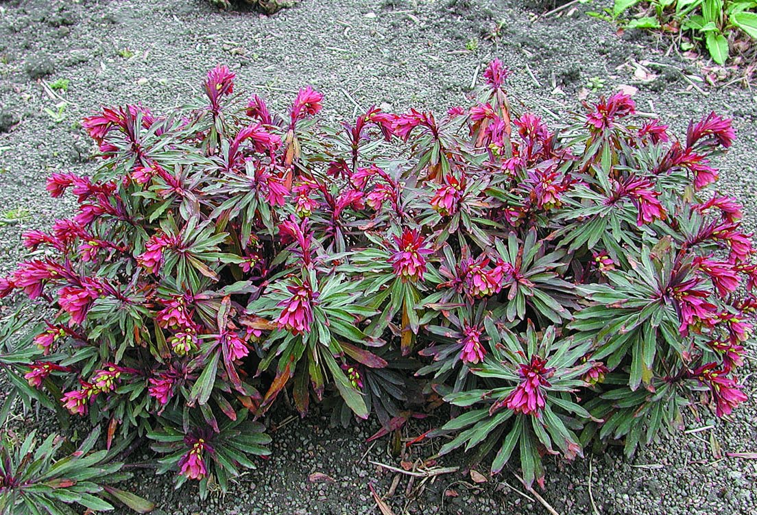 Euphorbia amygdaloides &quot;Purpurea&quot;