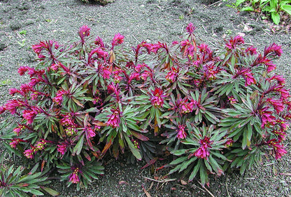 Euphorbia amygdaloides &quot;Purpurea&quot;