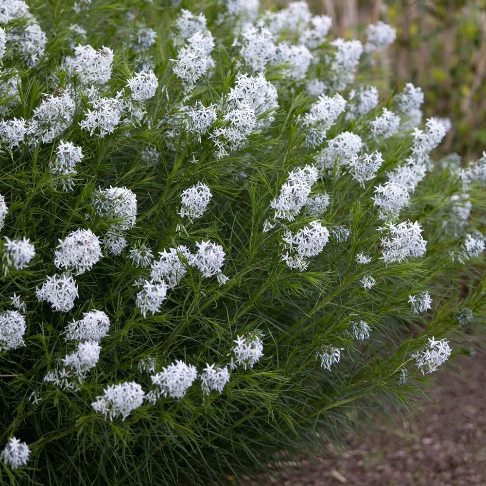 Amsonia hubrichtii 0.10 - 0.20 m