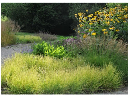 sesleria autumnalis 0.10 - 0.20 m