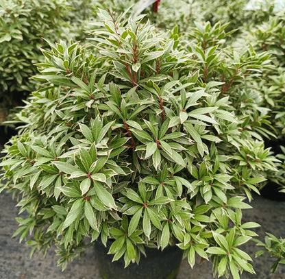 Andromeda japoneza mix / Pieris mix/
