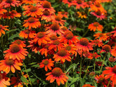 Echinacea purpurea "Lakota Orange" - Gradina Noastra