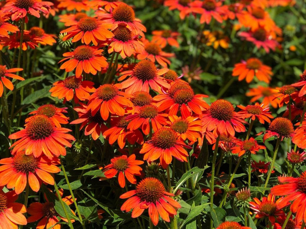 Echinacea purpurea "Lakota Orange" - Gradina Noastra