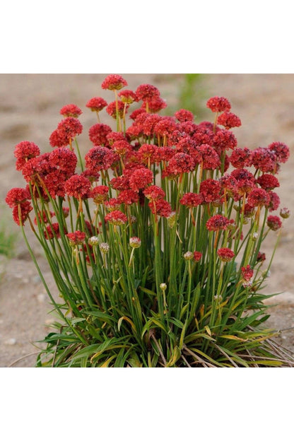 Armeria pseud. &