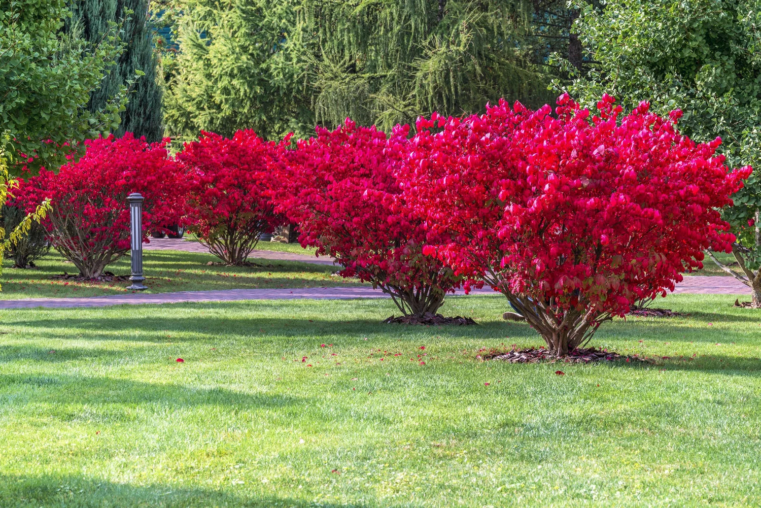Euonymus alatus "Compactus" multitulpinal / Euonymus alatus "Compactus"  /