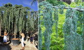 Cedru argintiu curgator arbore / Cedrus atlantica "Glauca Pendula" / by gradina-noastra